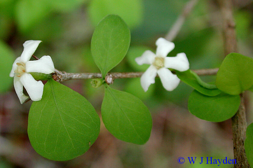 راندیا آکیولیتا